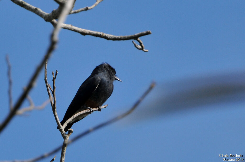 Swallow-winged Puffbird