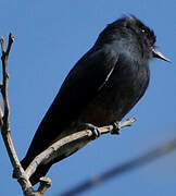 Swallow-winged Puffbird