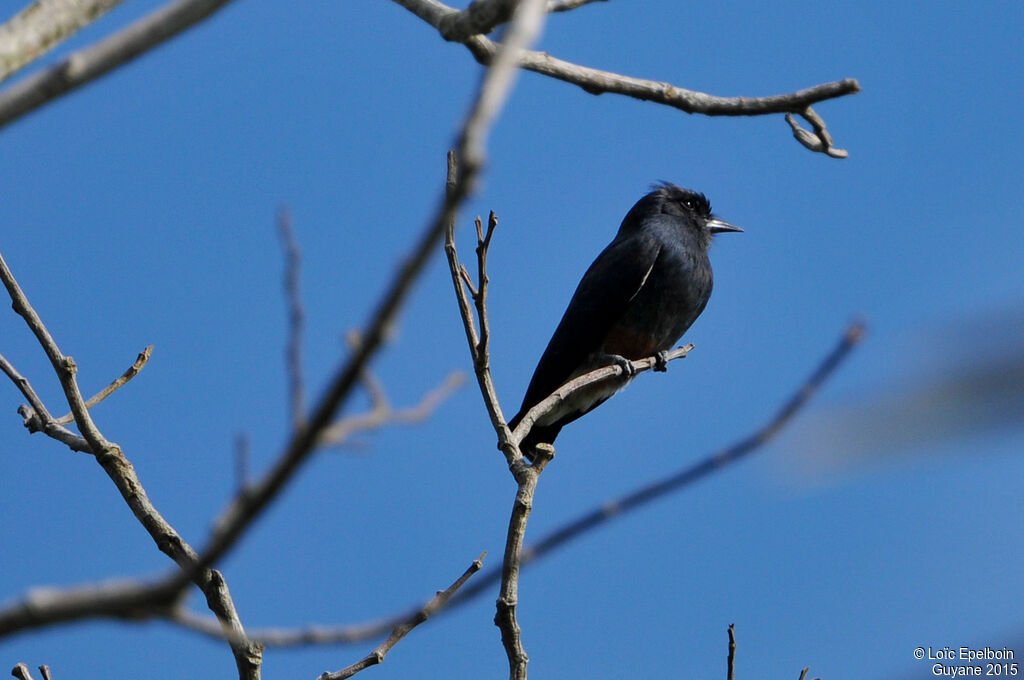 Swallow-winged Puffbird