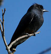 Swallow-winged Puffbird