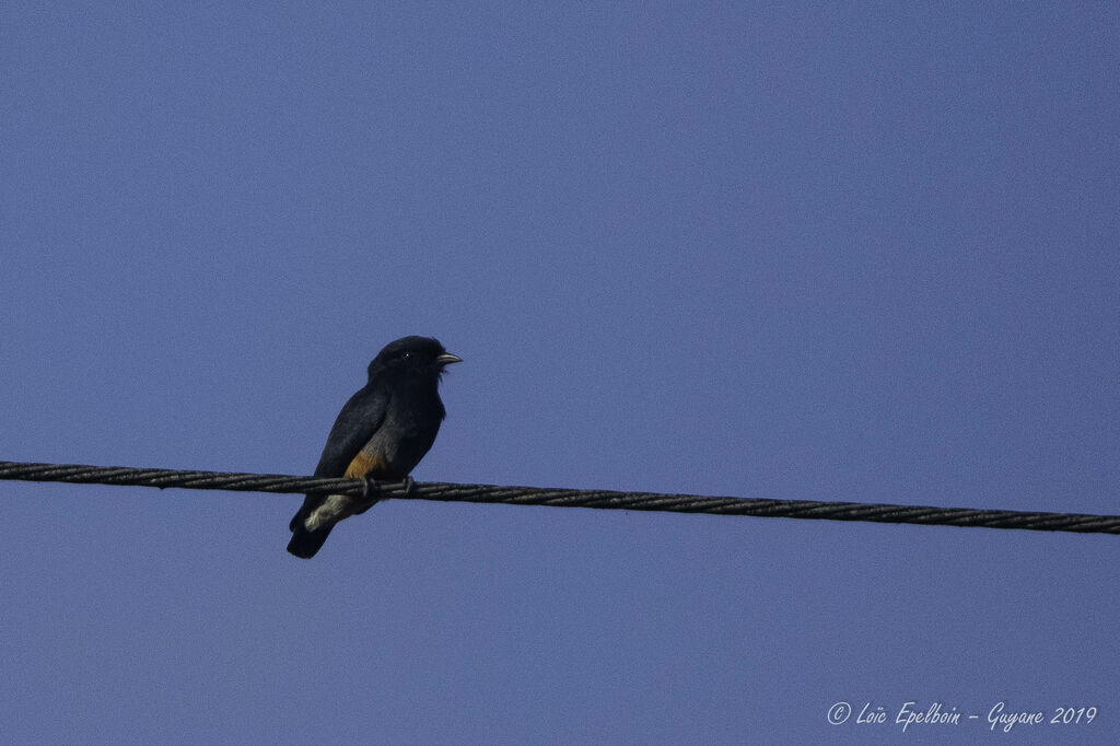 Swallow-winged Puffbird