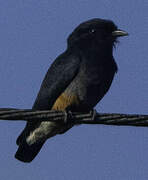 Swallow-winged Puffbird