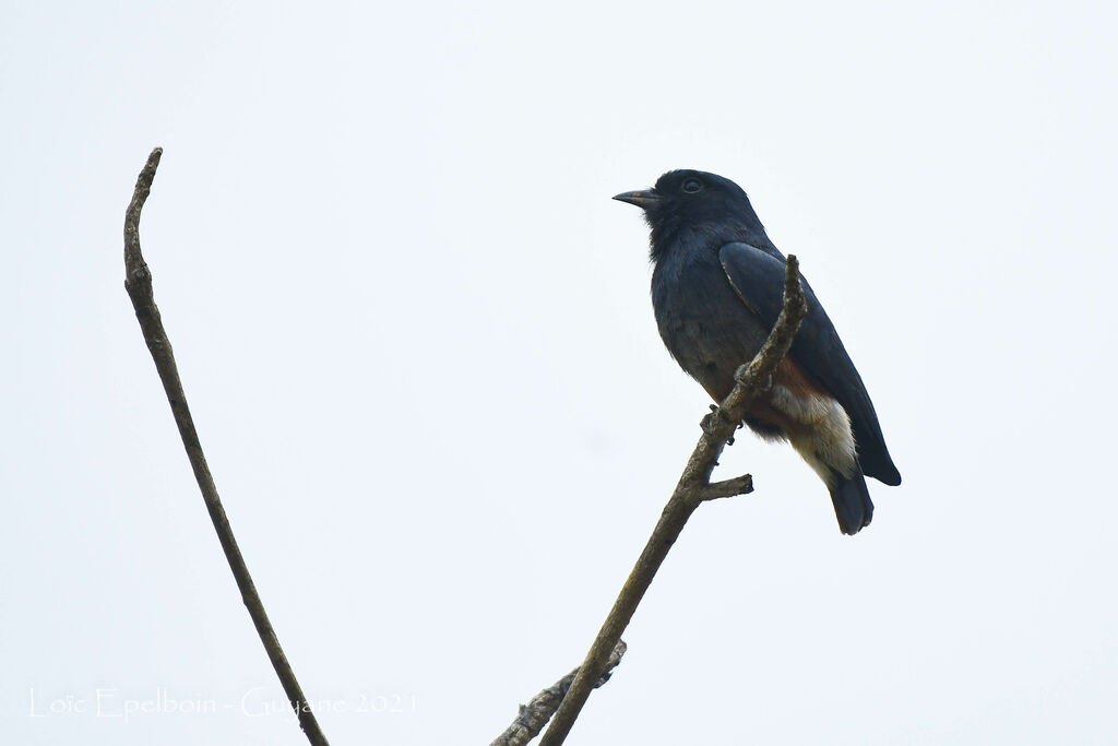 Swallow-winged Puffbird