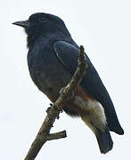 Swallow-winged Puffbird