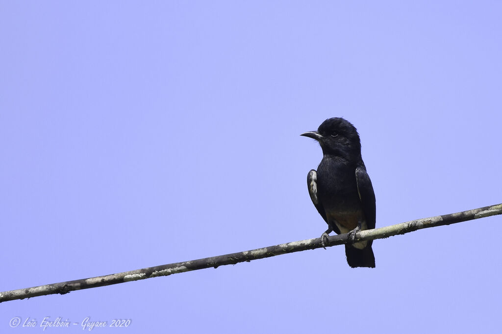 Swallow-winged Puffbird