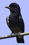 Swallow-winged Puffbird