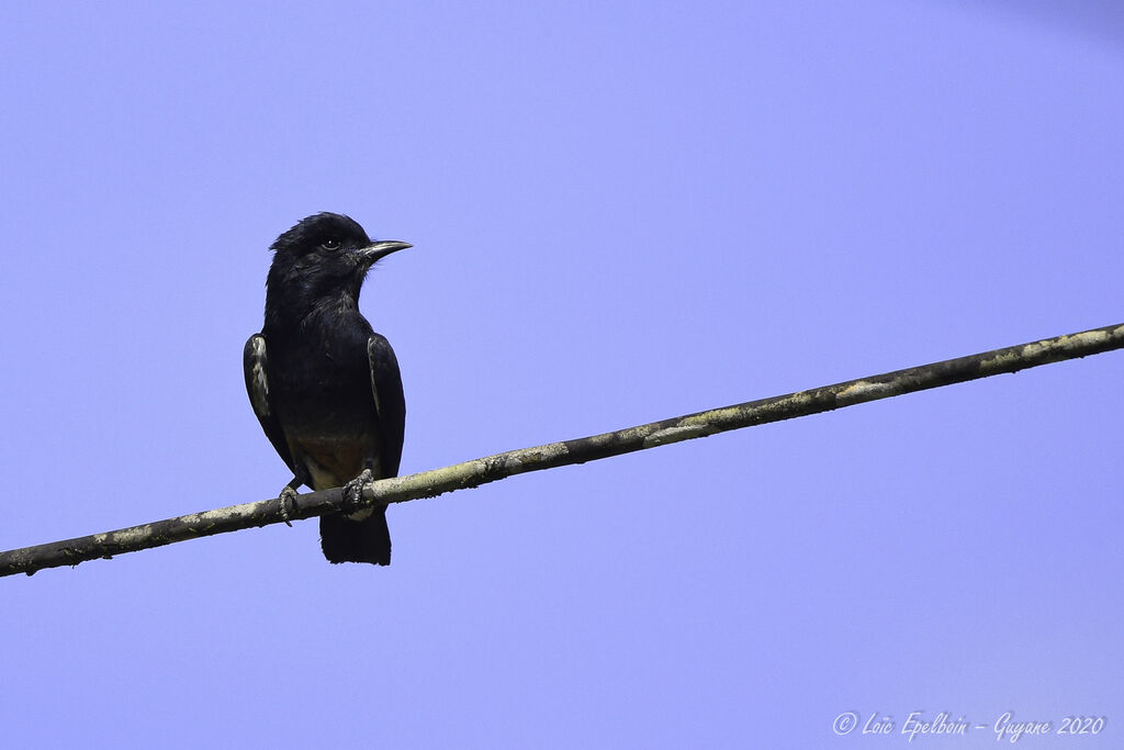 Swallow-winged Puffbird