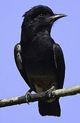 Swallow-winged Puffbird