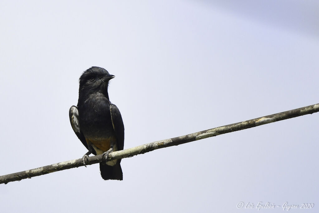 Swallow-winged Puffbird