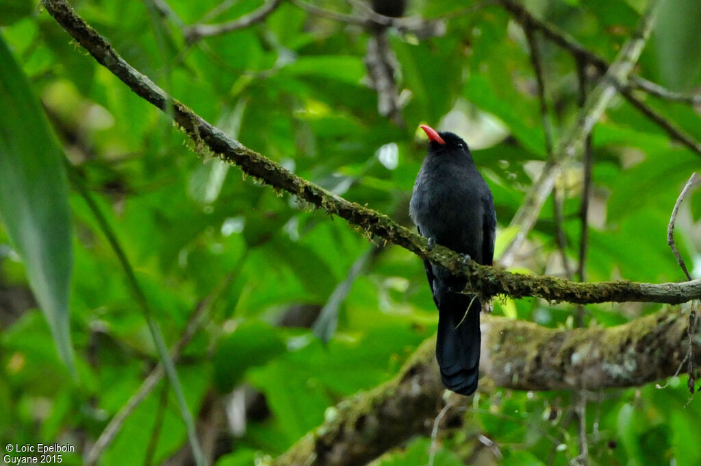 Black Nunbird