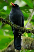 Black Nunbird