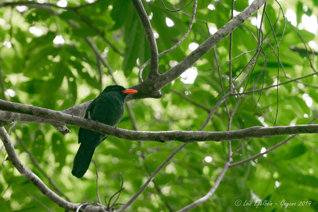 Black Nunbird