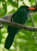 Black Nunbird