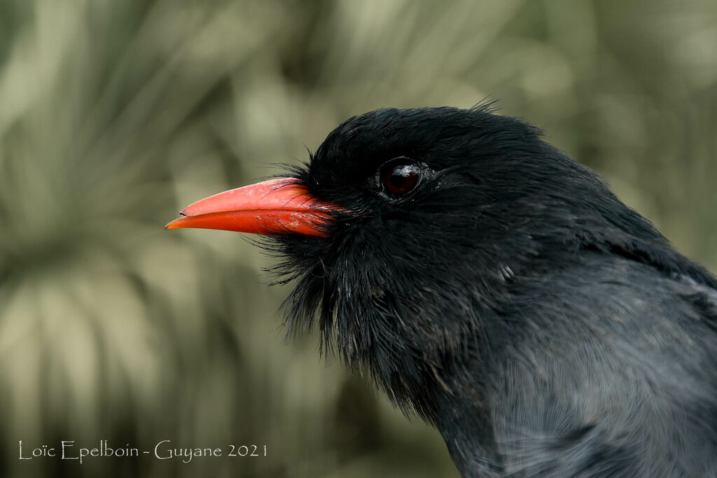 Black Nunbird