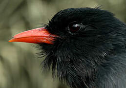 Black Nunbird