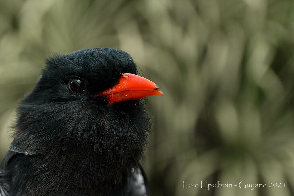 Black Nunbird