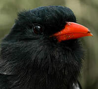 Black Nunbird