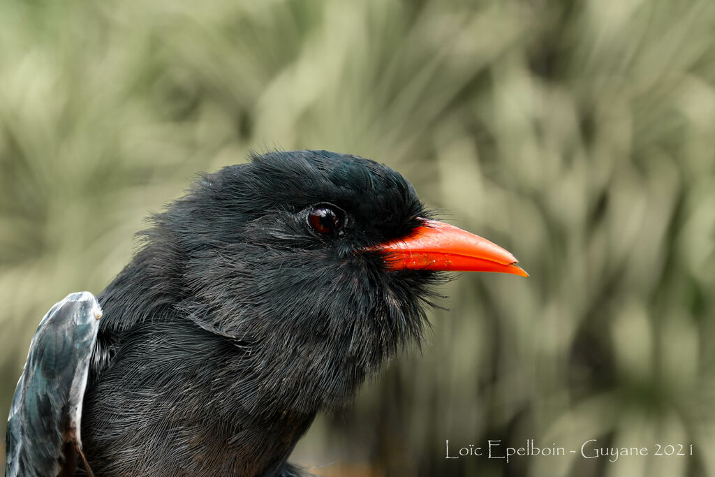 Black Nunbird