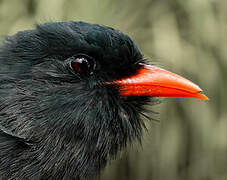 Black Nunbird