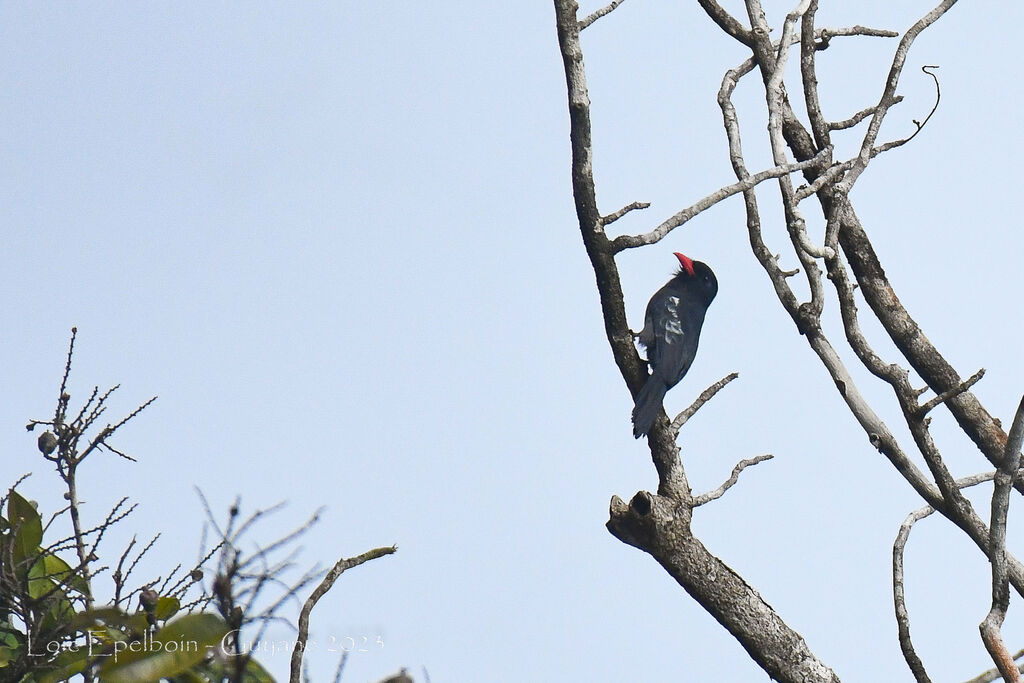 Black Nunbird