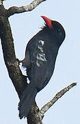 Black Nunbird