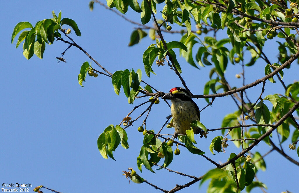 Red-fronted Barbet