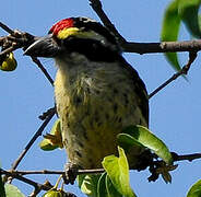 Red-fronted Barbet