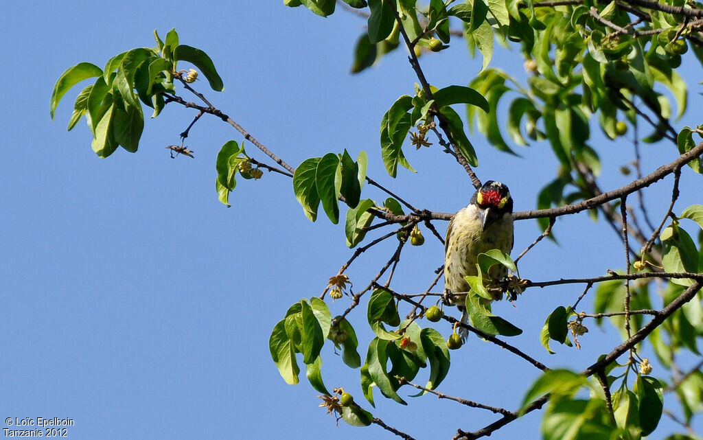 Red-fronted Barbet