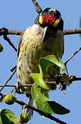 Red-fronted Barbet