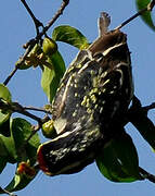 Red-fronted Barbet