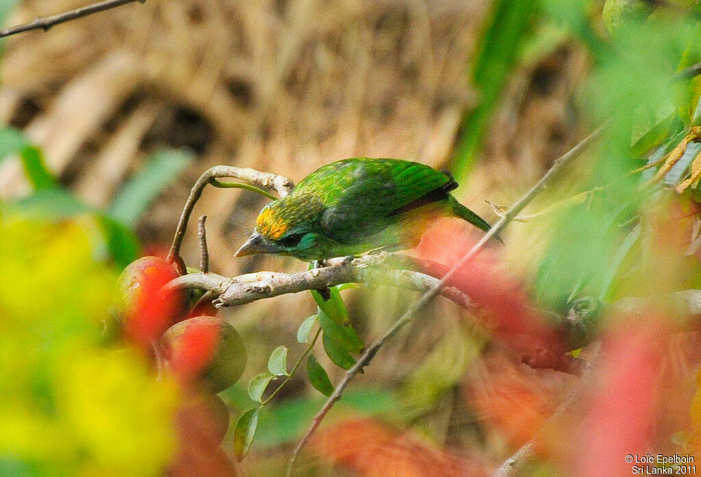 Yellow-fronted Barbet