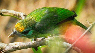 Yellow-fronted Barbet