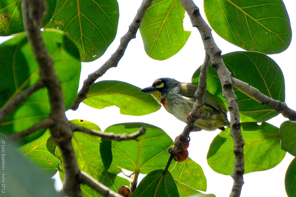 Coppersmith Barbet