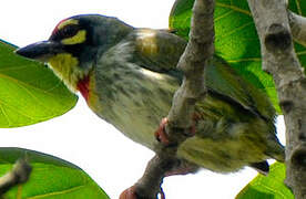 Coppersmith Barbet