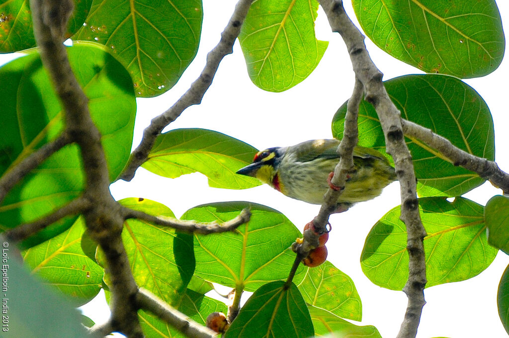 Coppersmith Barbet