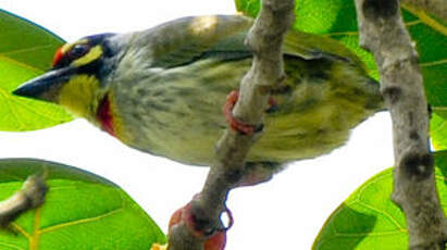 Barbu à plastron rouge