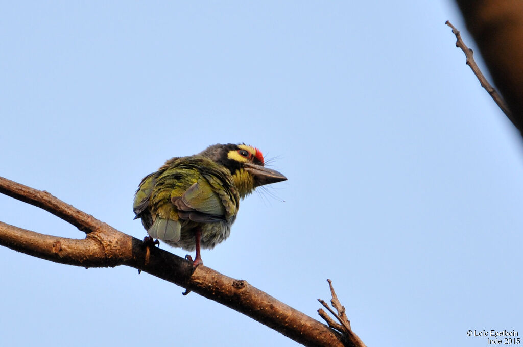 Coppersmith Barbet