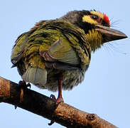 Coppersmith Barbet