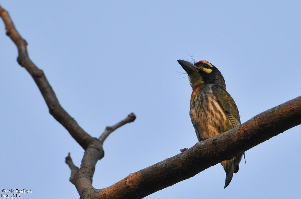 Coppersmith Barbet