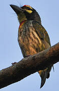 Coppersmith Barbet