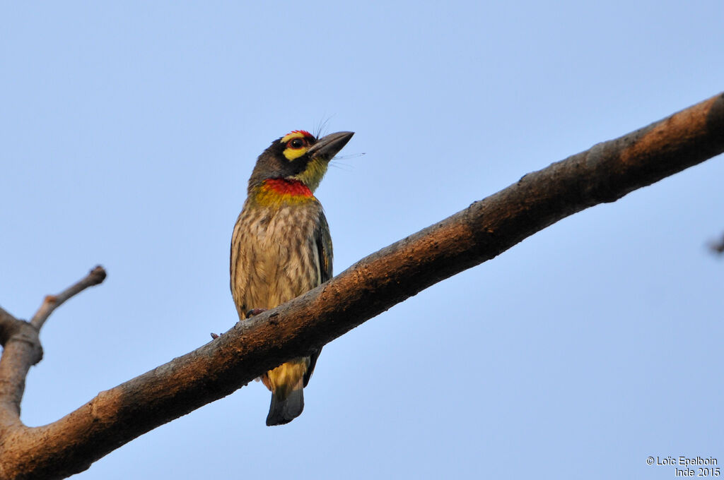 Barbu à plastron rouge