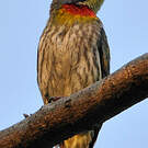 Barbu à plastron rouge
