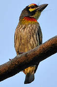 Coppersmith Barbet