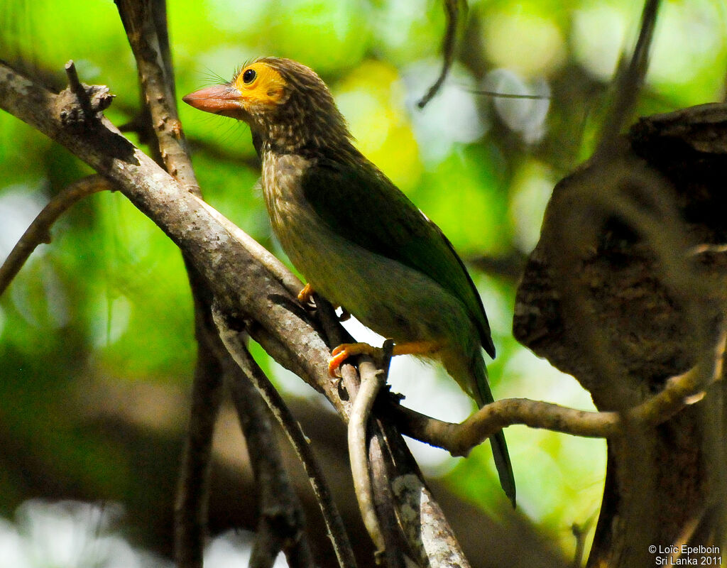 Brown-headed Barbet