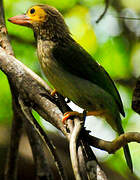 Brown-headed Barbet