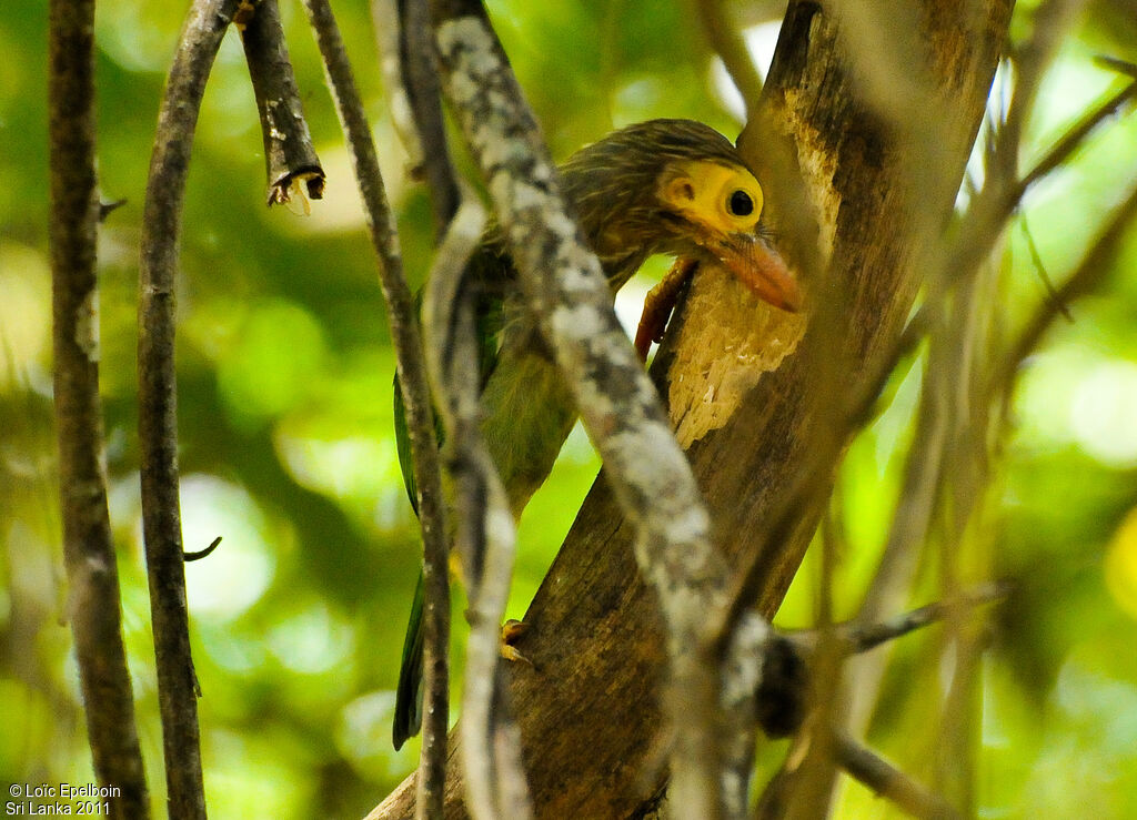 Brown-headed Barbet