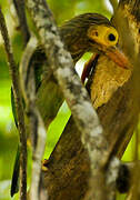 Brown-headed Barbet