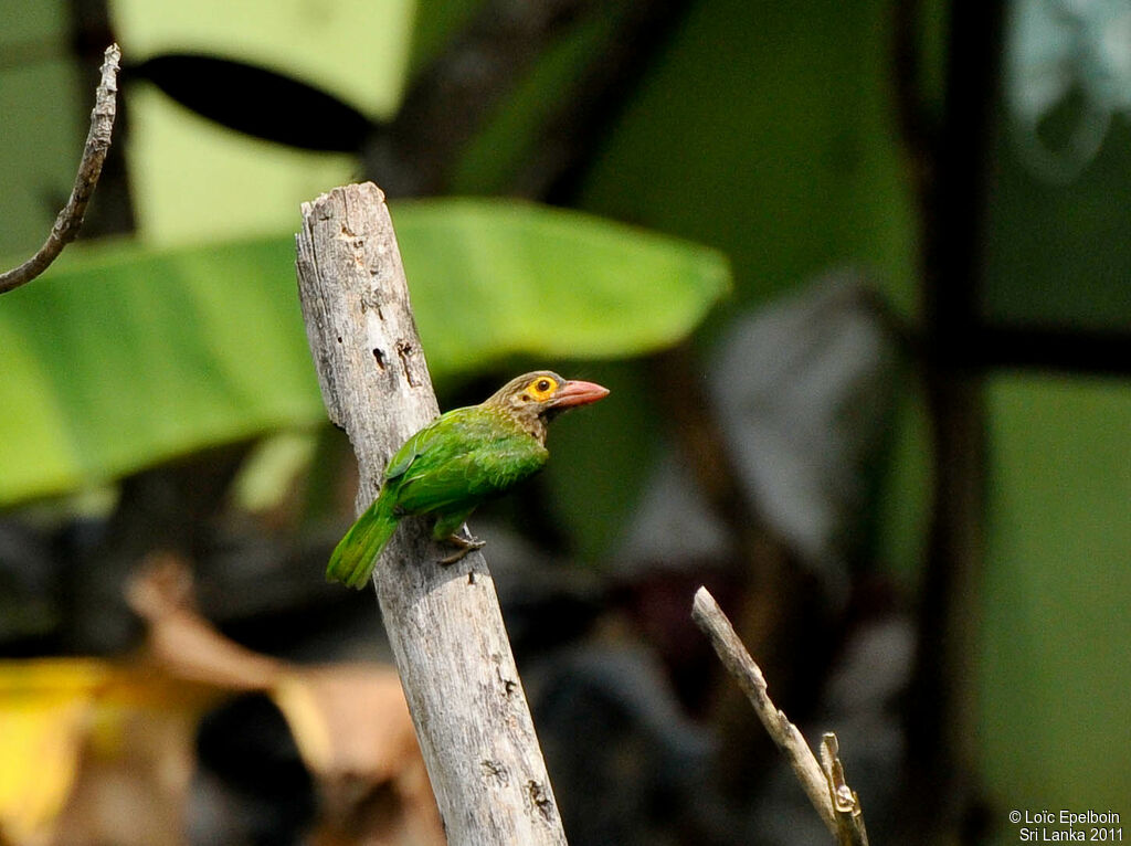 Brown-headed Barbet