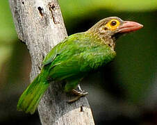 Brown-headed Barbet