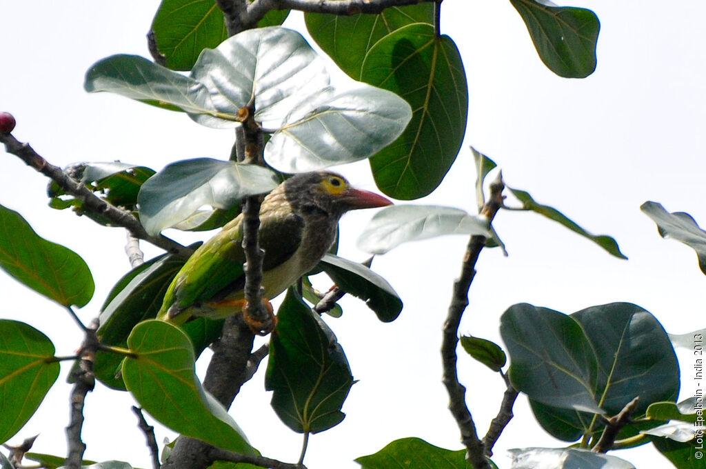 Brown-headed Barbet